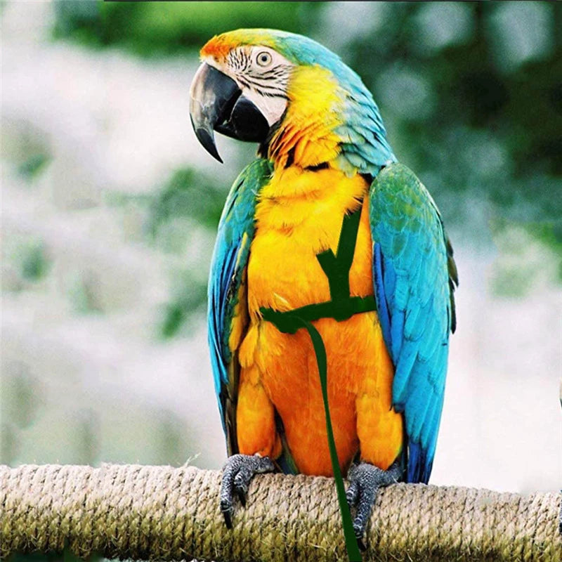 Parrot Harness & Bird Leash with Training Rope