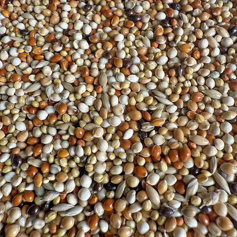 Premium Parrot Bird Seed