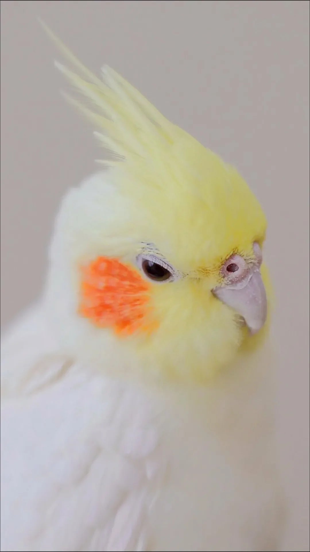 Parrot Bath Shampoo