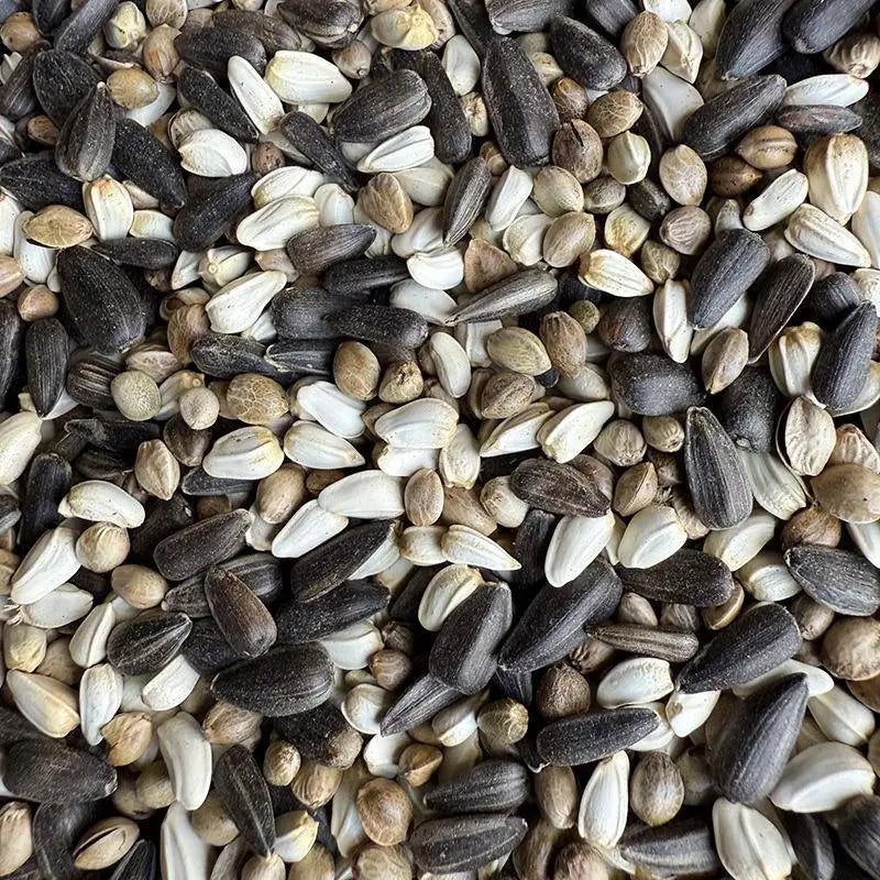 Premium Parrot Bird Seed