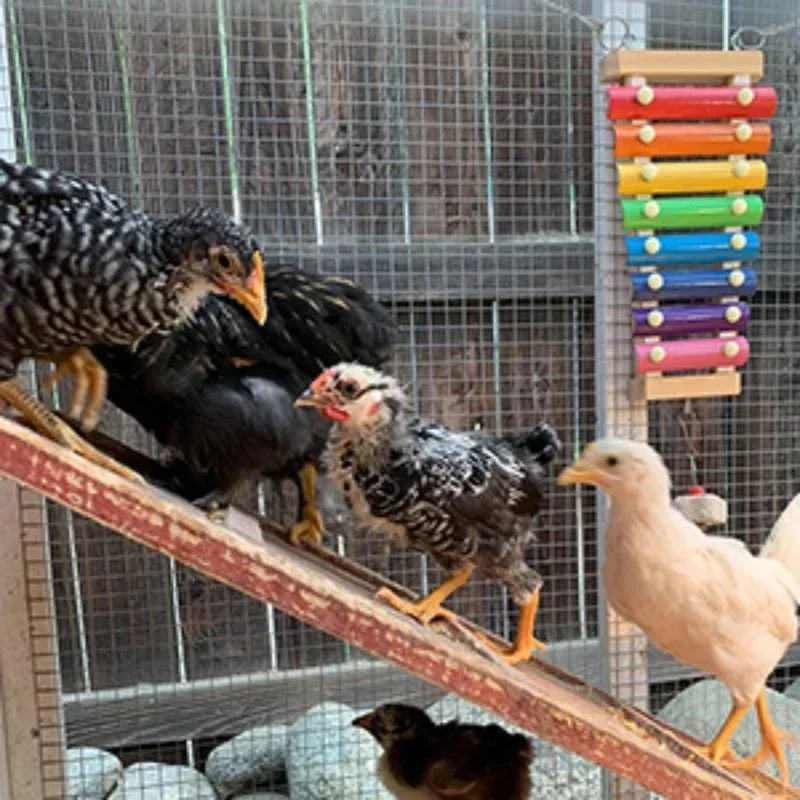 Colorful Bird Xylophone Toy for Parrots