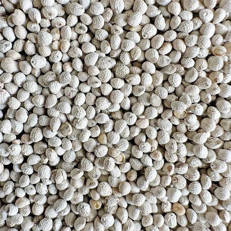 Premium Parrot Bird Seed