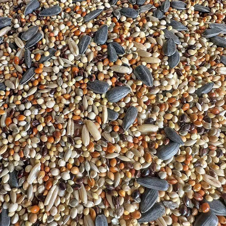 Premium Parrot Bird Seed