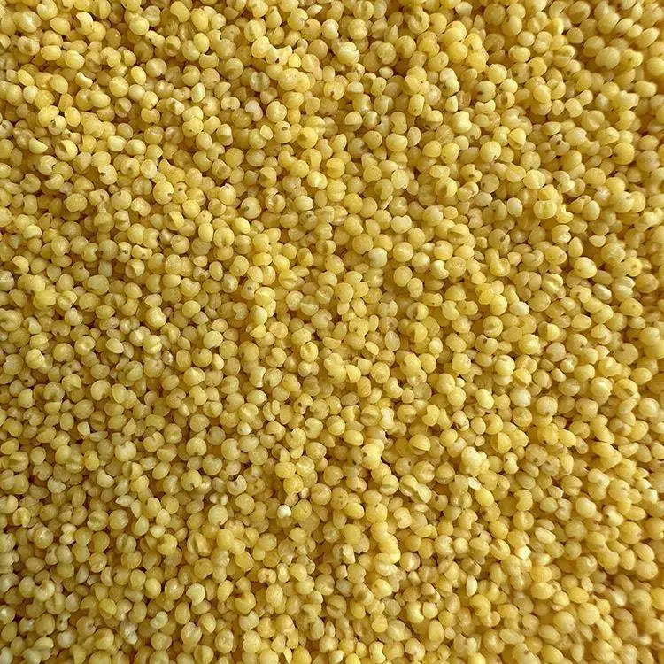 Premium Parrot Bird Seed