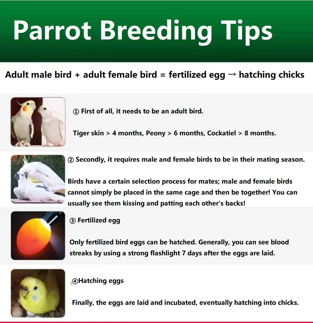 Parrot Breeding Oil - Multi-Effect Fertility Support