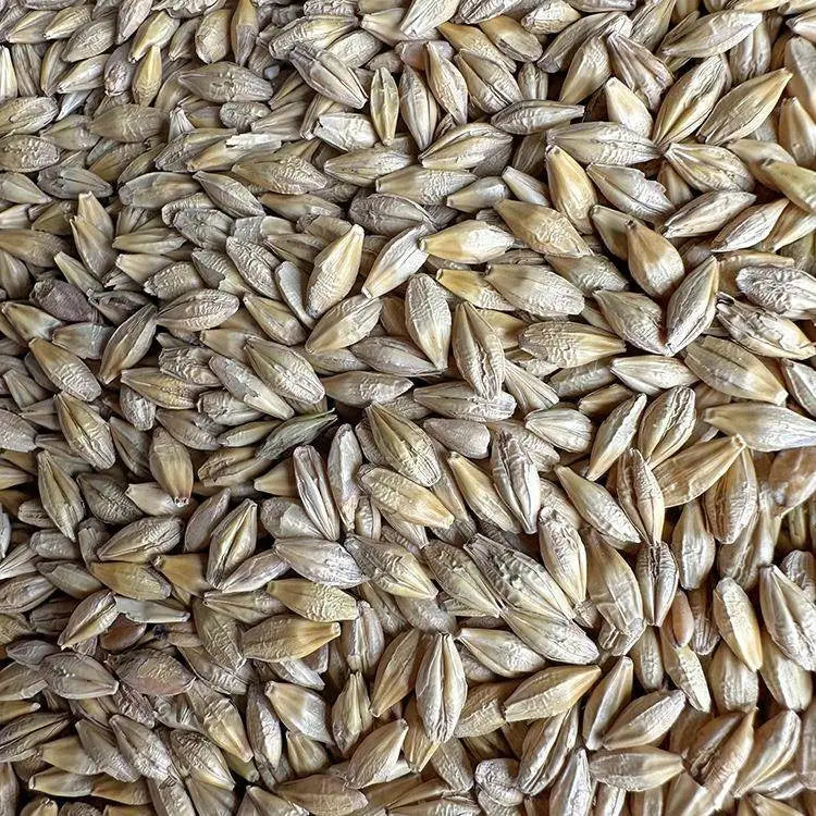 Premium Parrot Bird Seed