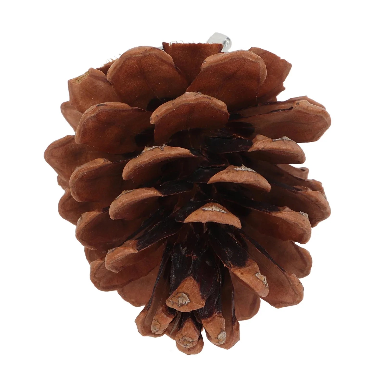 Natural Pinecone Bird Toy