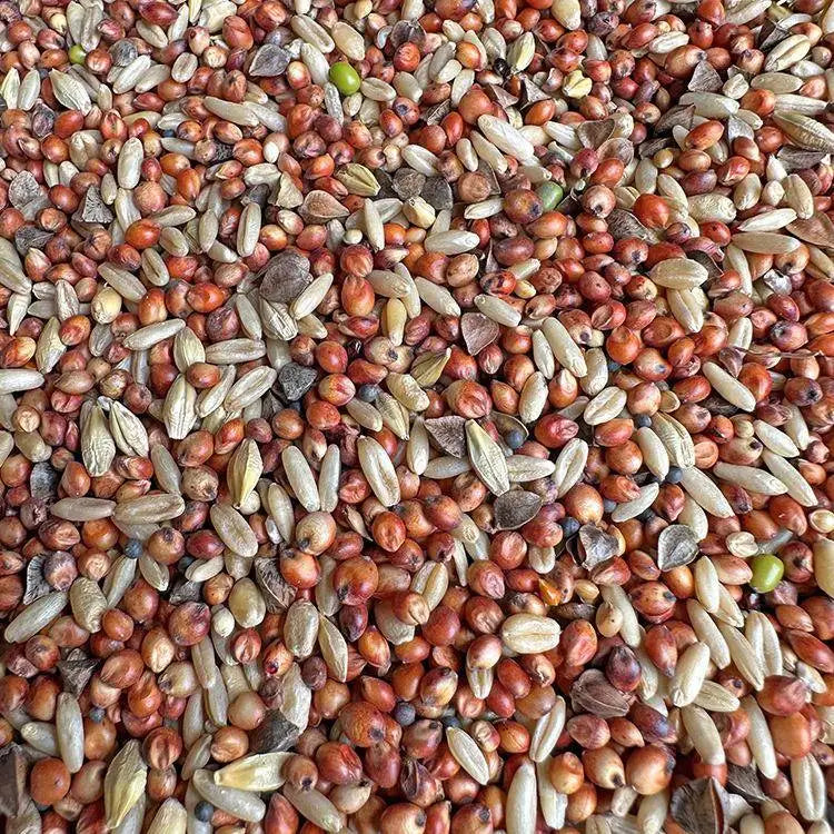 Premium Parrot Bird Seed