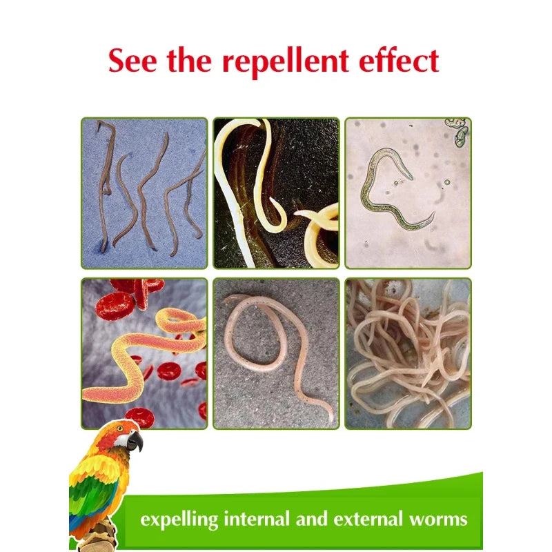 Parrot Deworming Treatment