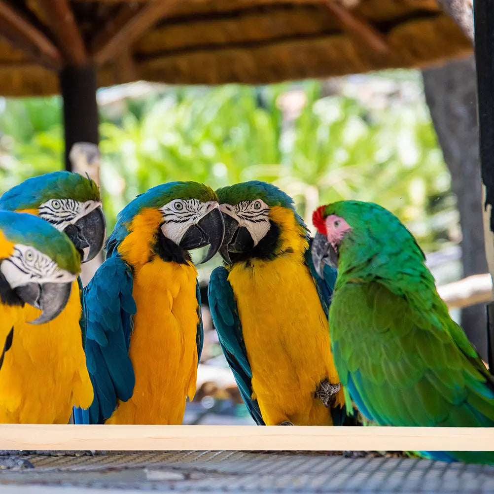 Natural Wood Perch Set - 4 pieces