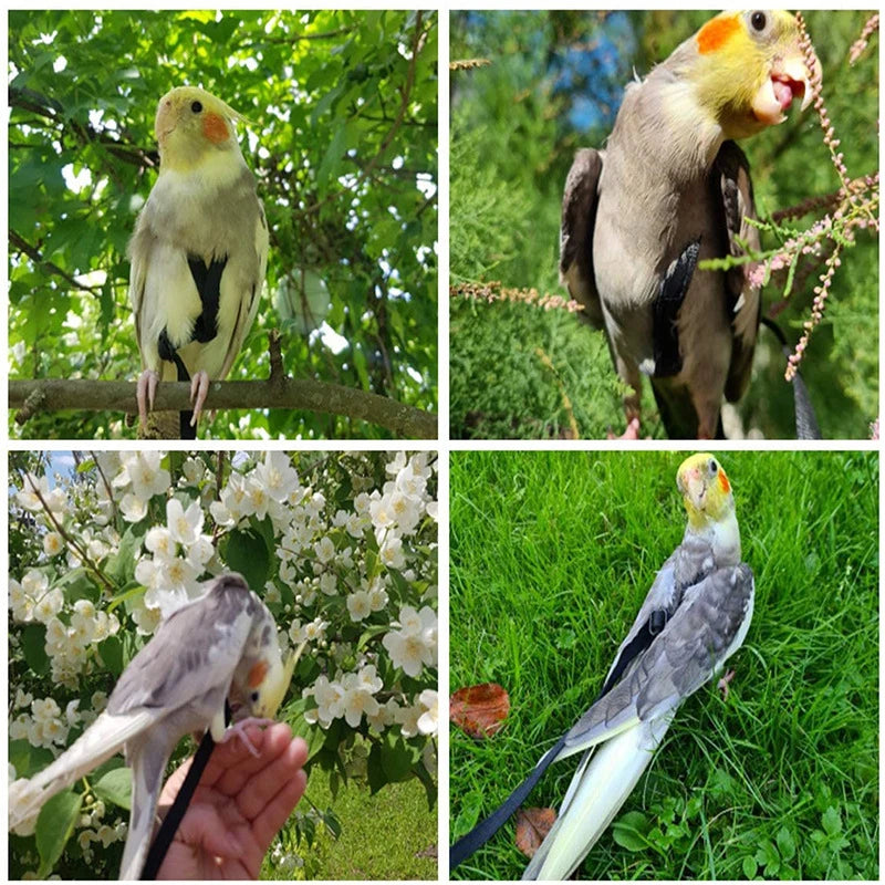 Parrot Harness & Bird Leash with Training Rope