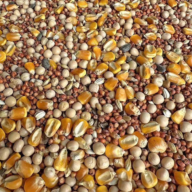 Premium Parrot Bird Seed