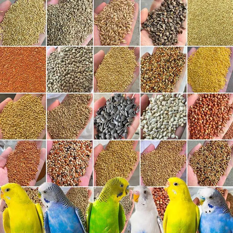 Premium Parrot Bird Seed