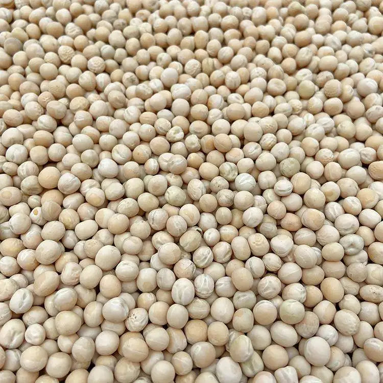 Premium Parrot Bird Seed