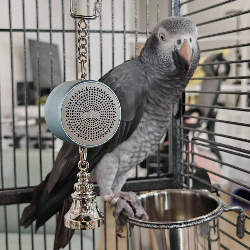 Interactive Talking Parrot Trainer