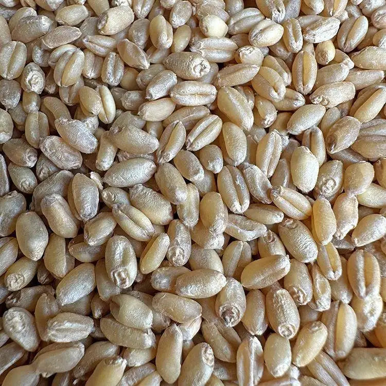 Premium Parrot Bird Seed