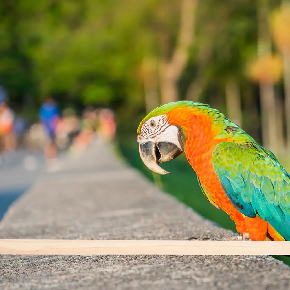 Natural Wood Perch Set - 4 pieces