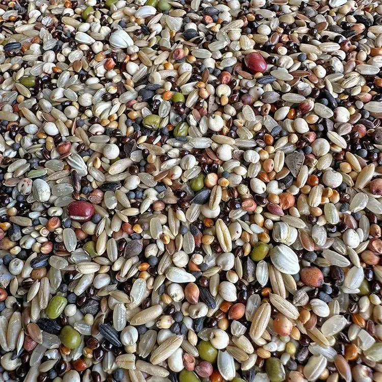 Premium Parrot Bird Seed