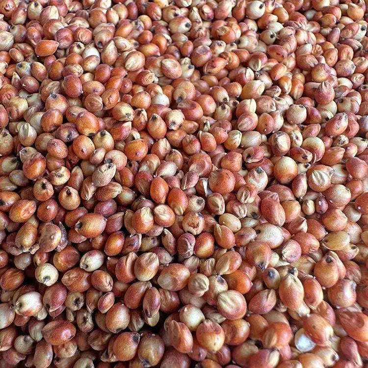 Premium Parrot Bird Seed