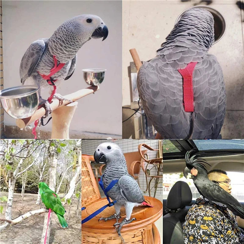 Parrot Harness & Bird Leash with Training Rope