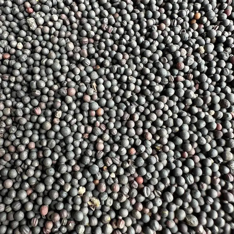 Premium Parrot Bird Seed