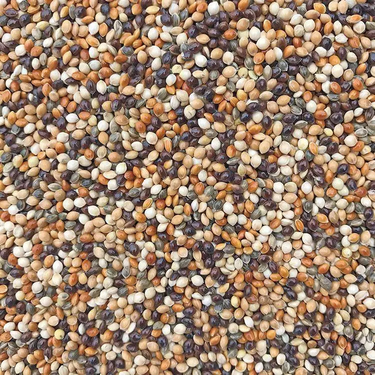 Premium Parrot Bird Seed