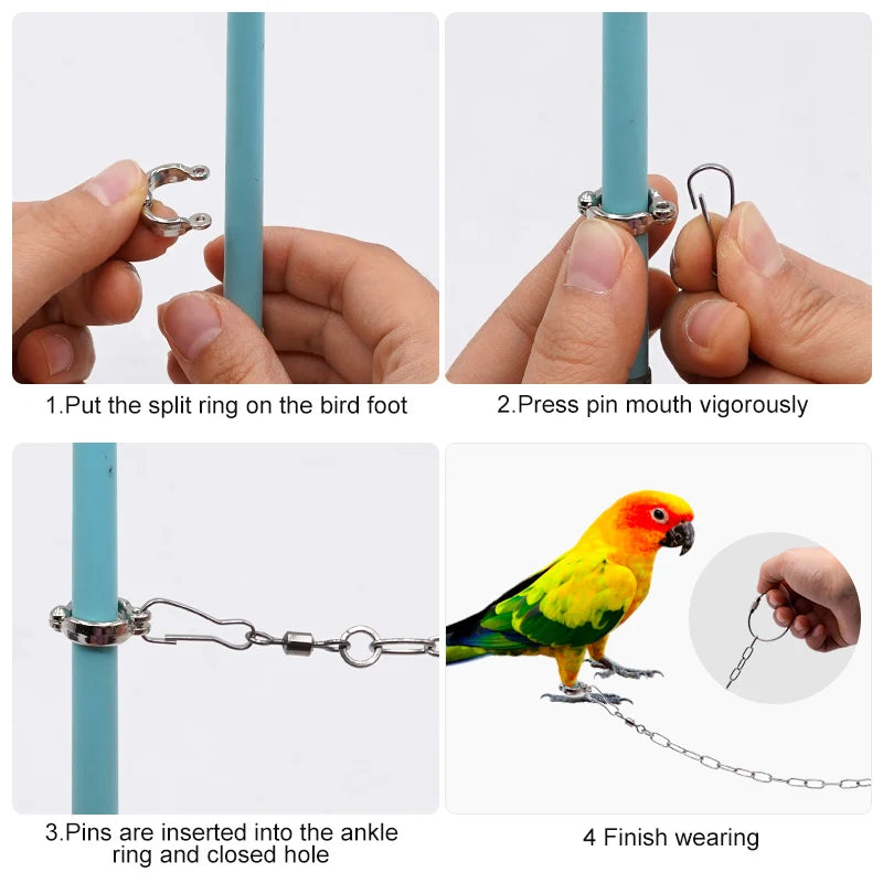 Parrot Ankle Training Chain