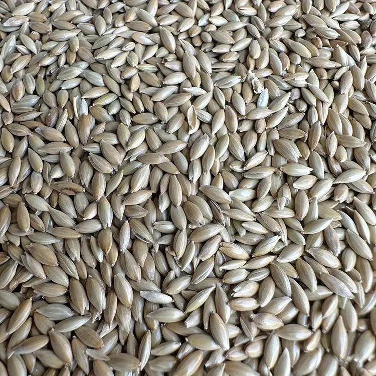 Premium Parrot Bird Seed