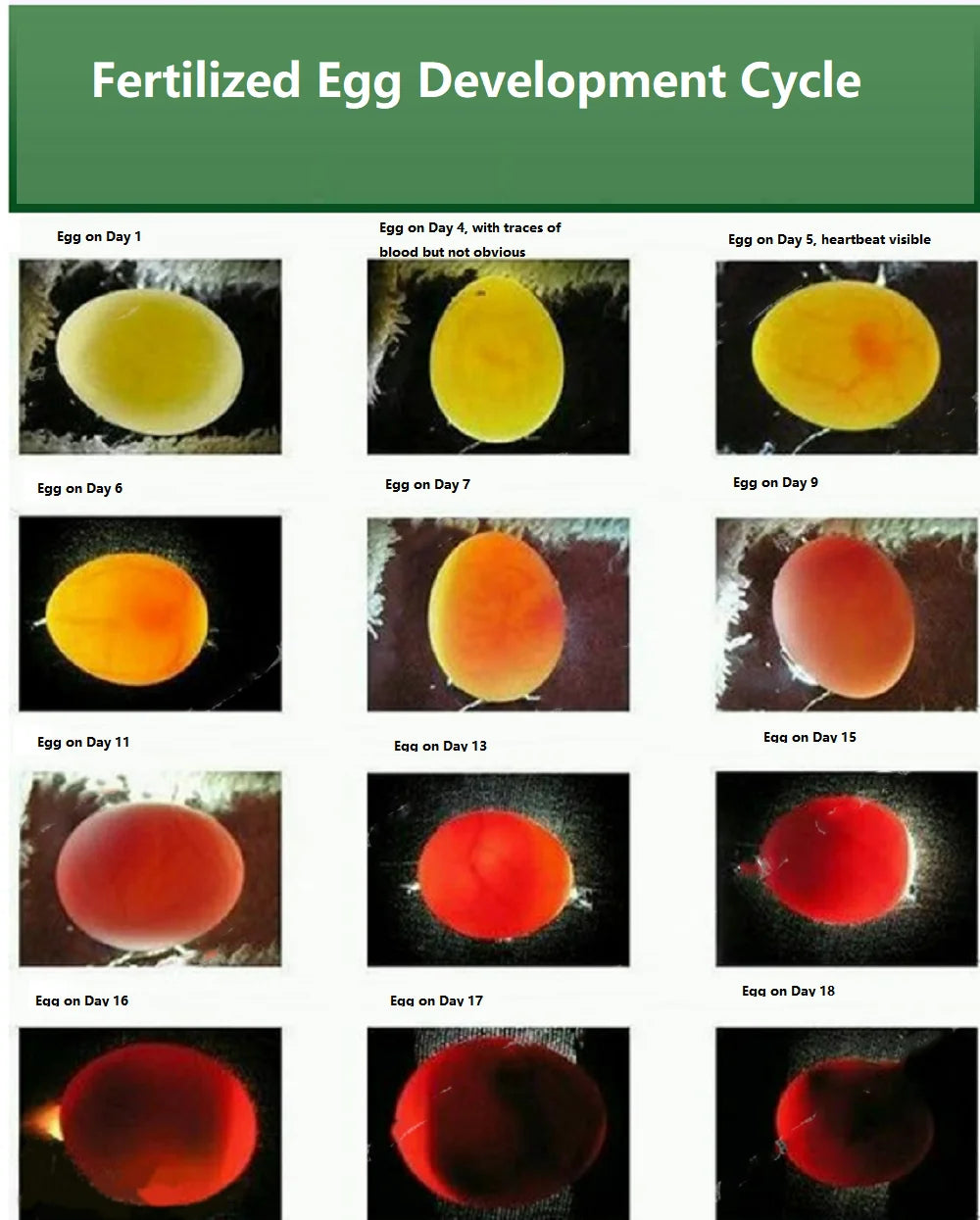 Parrot Breeding Oil - Multi-Effect Fertility Support