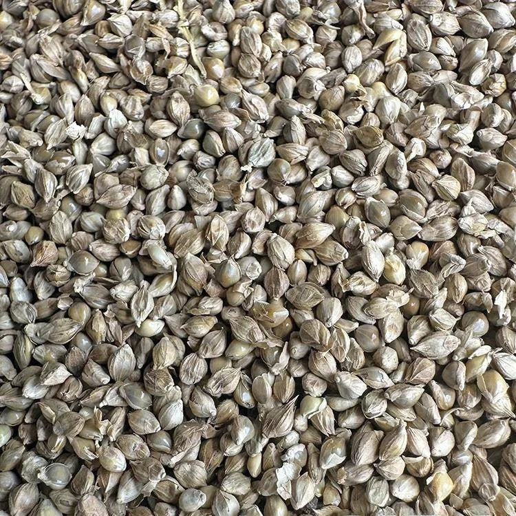 Premium Parrot Bird Seed