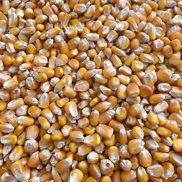 Premium Parrot Bird Seed