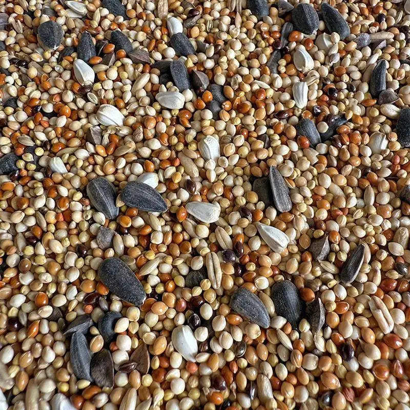 Premium Parrot Bird Seed