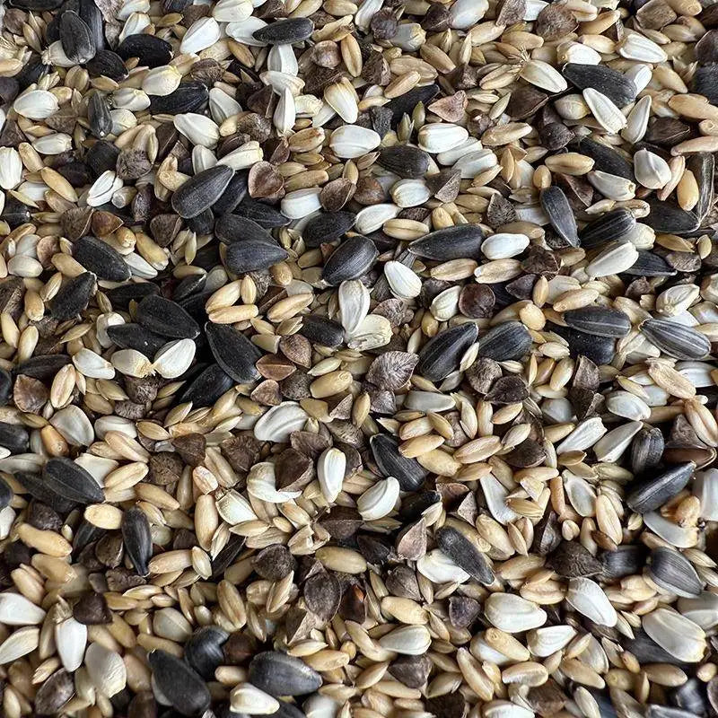 Premium Parrot Bird Seed