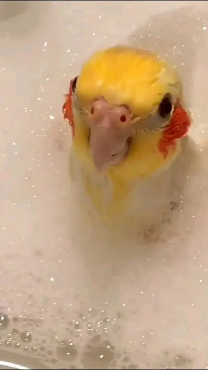 Parrot Bath Shampoo