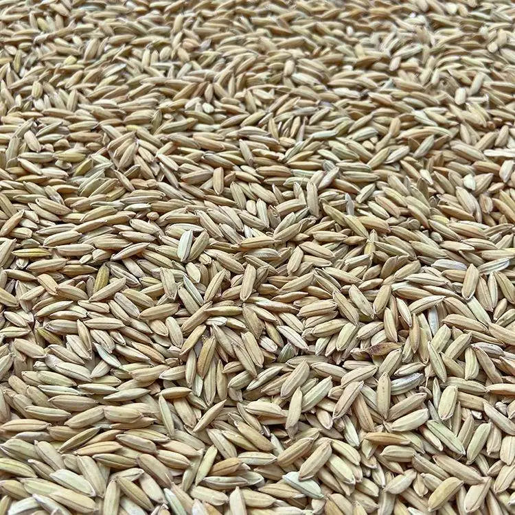 Premium Parrot Bird Seed