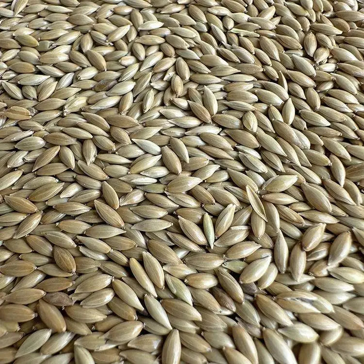 Premium Parrot Bird Seed