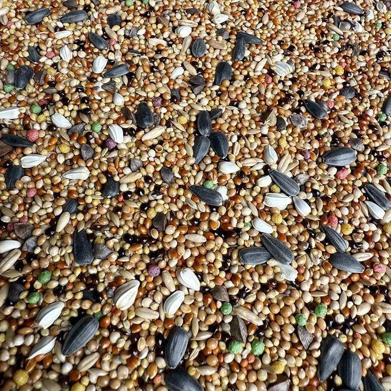 Premium Parrot Bird Seed